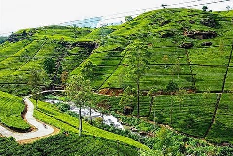 Tagestour nach Nuwara Eliya ab Kandy mit Lux Tours Lanka