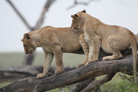 3 dager Camping Safari Tarangire, Lake Manyara og Ngorongoro Crater