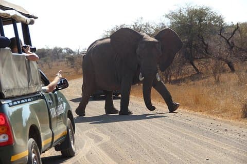 Safari clássico de 7 dias no Parque Nacional Kruger