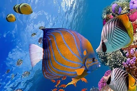Luxor al Mar Rojo Hurghada - Tour de día completo y aventura de esnórquel