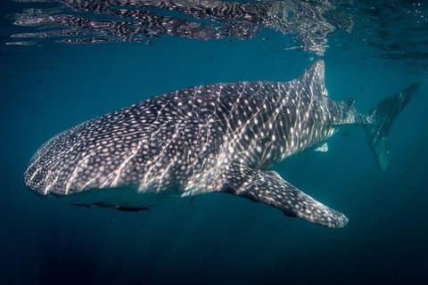 Intimate Eco-Friendly Whale Shark Encounter - Premium Service