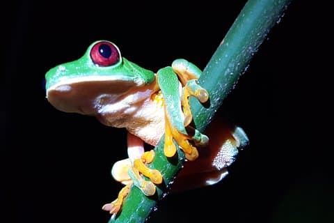 Tour notturno di Manuel Antonio