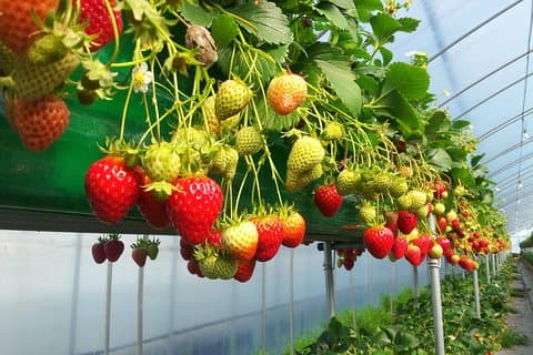[Privat tur] Økologisk jordbærfarm & Nami Island & Petite France