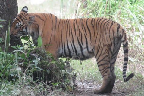 Tiger Tracking Safari (Private) i Chitwan nasjonalpark, 4 dager.