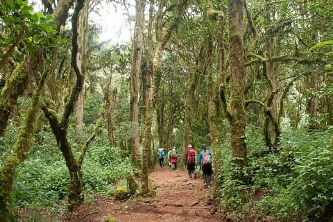 Mount Kilimanjaro Day Tour - Marangu Route