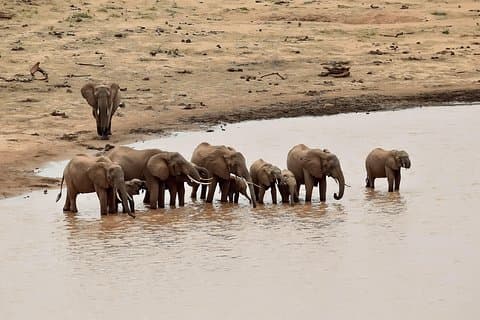 Amboseli Day Excursion