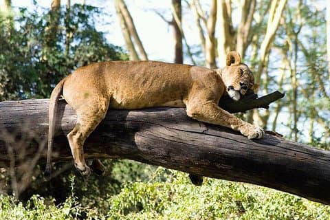 Réserve de chasse Selous 3 jours 2 nuits
