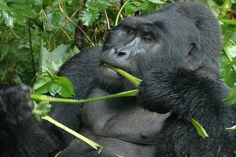 2 dages Uganda Gorilla trekking i Uganda