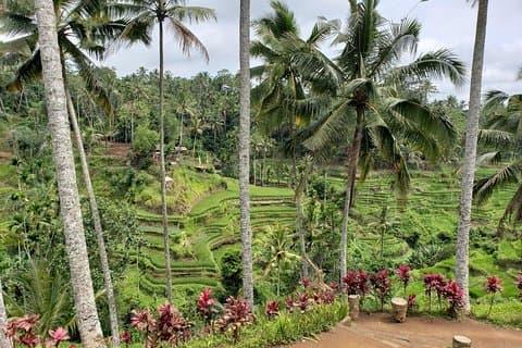 Ubud Private Tour – Best Full-Day All-Inclusive Package