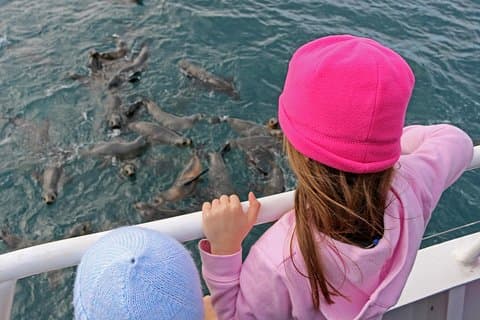 Phillip Island Seal-Watching Cruise