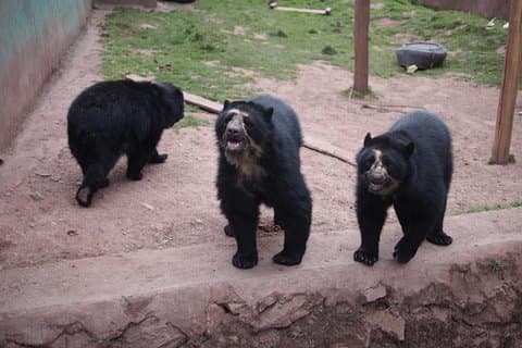 Cusco: visita el centro rescate de animales
