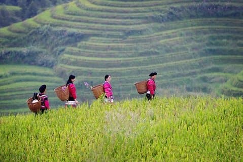 Private Tour to Guilin Longji Rice Terraces &Yao Minority Village
