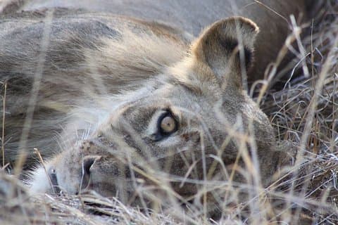 5-tägige Krüger-Nationalpark-Tour