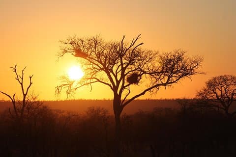 3 dagars rundtur i Kruger National Park