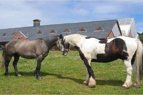Passeio a cavalo pelo Parque Nacional de Killarney. Co Kerry. Guiado. 2 horas.