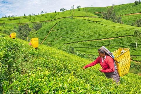 Excursão de um dia a Nuwara Eliya saindo de Kandy