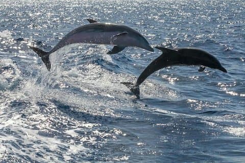 Whale Watching Catamaran in Costa Adeje (Including drinks & Sandwich)