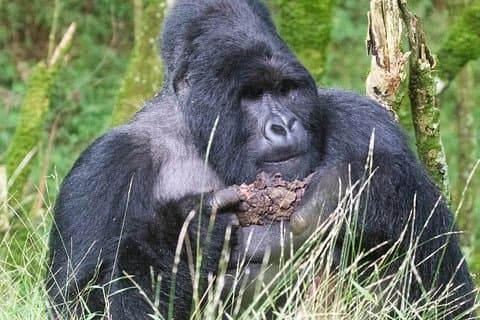 5 días Safari de gorilas, chimpancés y vida silvestre en Uganda
