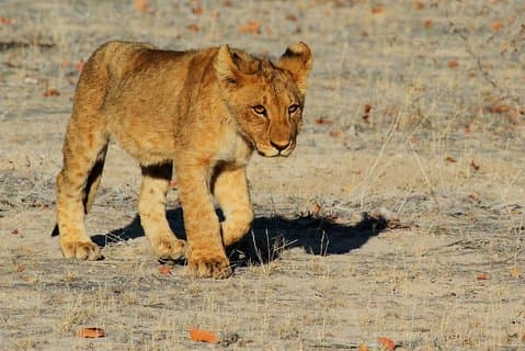 2 dages dyreliv Etosha Safari- Camping