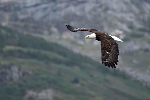 Exclusive Photography Tour to Haines - Skagway Departure