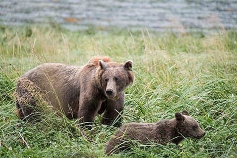 Chilkoot Lake Nature and Wildlife Viewing - 6.5 ore da Skagway