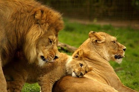2 Tage Hluhluwe Wildreservat & Isimangaliso Feuchtgebiete ab Durban