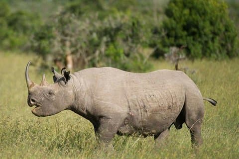 3 Days Olpejeta Wildlife Conservancy Safari