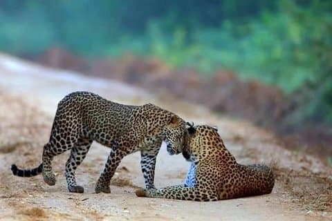 Safari i Wilpattu National Park fra Negombo (dagturné med alt inklusive)