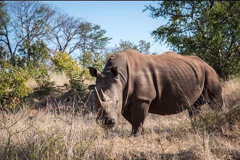 Game Drive og Rhino Viewing Safari