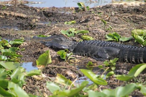 Einstündige Airboat-Fahrt in der Nähe von Orlando