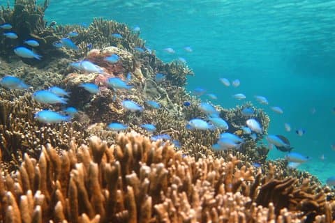 [Snorkel Miyakojima] Tour privado de 2 personas ¡Disfruta a partir de 3 años! Disfruta Nemo, Coral y Miyako Blue