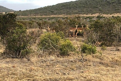 Safari-dagstur