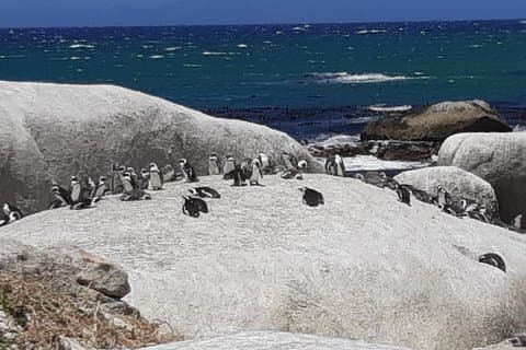 Excursion d'une journée dans la péninsule du Cap