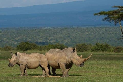Durban : 2 dagen Tala Game Reserve, Natal Park & Sani Pass