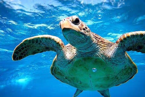 [Snorkel Miyakojima] Tour privado de 2 personas Ve a conocer a la linda tortuga marina