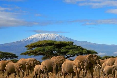 Privado de 3 dias Amboseli / Mt. Safari no Kilimanjaro (LUXO)