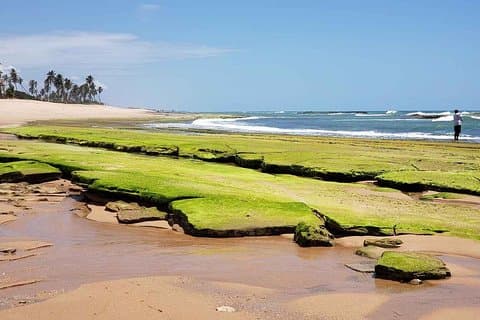 Ivan Bahia, private beach-tour, swim with turtles, visit Imbassai & Praia Forte