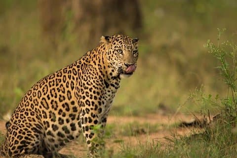 Safari In Jhalana Leopard Conservation Reserve, Jaipur