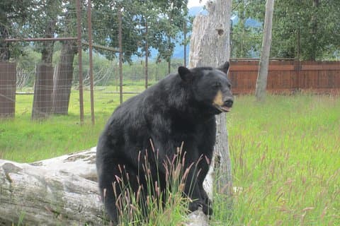 Alaska Wildlife Center and Turnagain Arm Tour w/Alyeska Tram