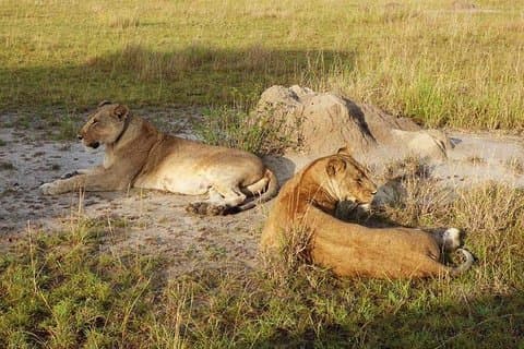 2 días Safari en el Parque Nacional Queen Elizabeth