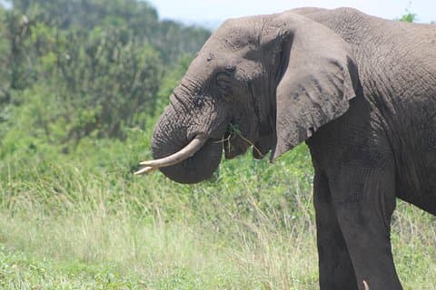 アフリカの真珠への13日間の野生生物アドベンチャー旅行