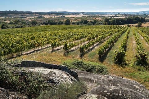 Tour Privado Premium Dão: 2 Bodegas con Degustación de Vino y Queso