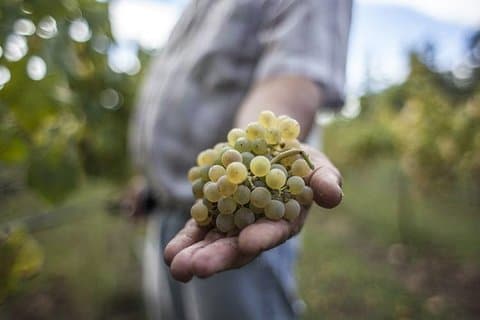 Premium Private Vinho Verde Tour:3 Wineries with Tastings & Lunch
