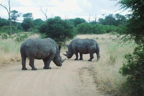 Tour durch das Naturschutzgebiet Bathongo Rhino & Lion Park