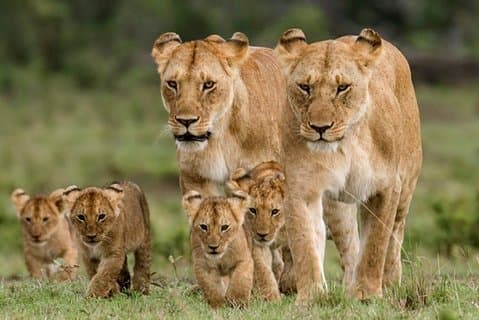 3 dagen 2 nachten Masai Mara neemt deel aan Safari vanuit Nairobi
