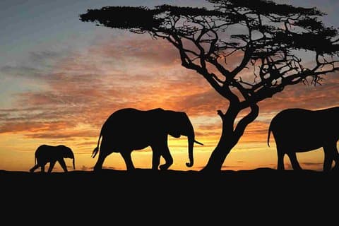 4-daagse kampeersafari - Tarangire, Ngorongoro, Manyara, Olduvai-kloof