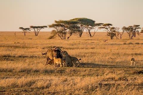 Familjesafari för 9 dagar - Tanzania Northern Circuit