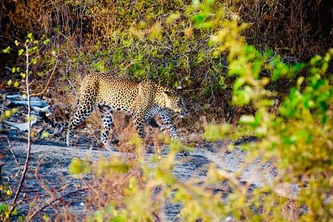 Privat jeep-safari i Yala Nationalpark