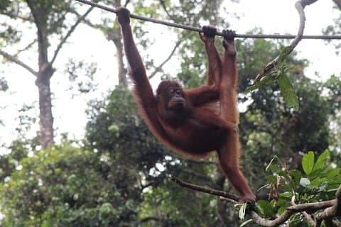 Sandakan Borneo Wildlife Day Trip Tour