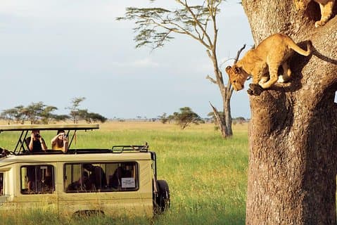 3 días-Tarangire, Ngorongoro y Lake Manyara: Camping Joint Safari.
